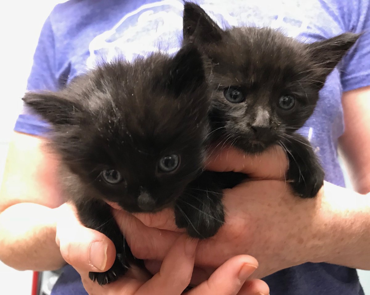 Furry Friends Refuge tweet media