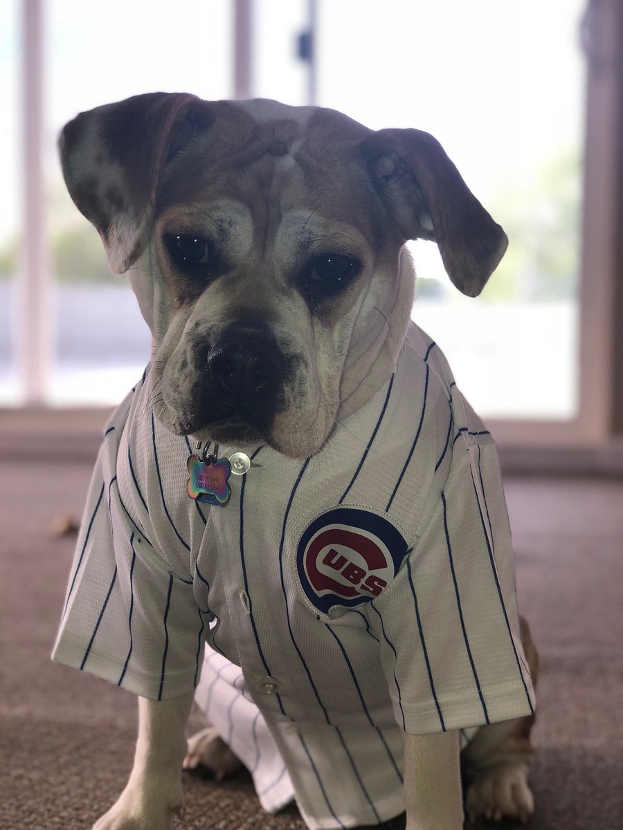 cubs dog jersey