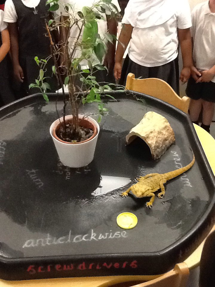 Chestnut tweet media