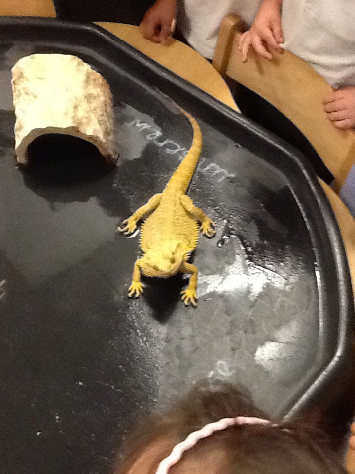 Chestnut tweet media