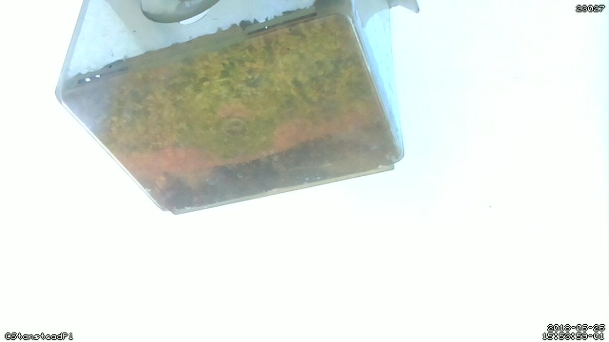 StansteadPi's tweet image. Motion detected on Stanstead Abbotts bird cam! Time Tue Jun 26 15:59:05 2018 #Raspberry_Pi