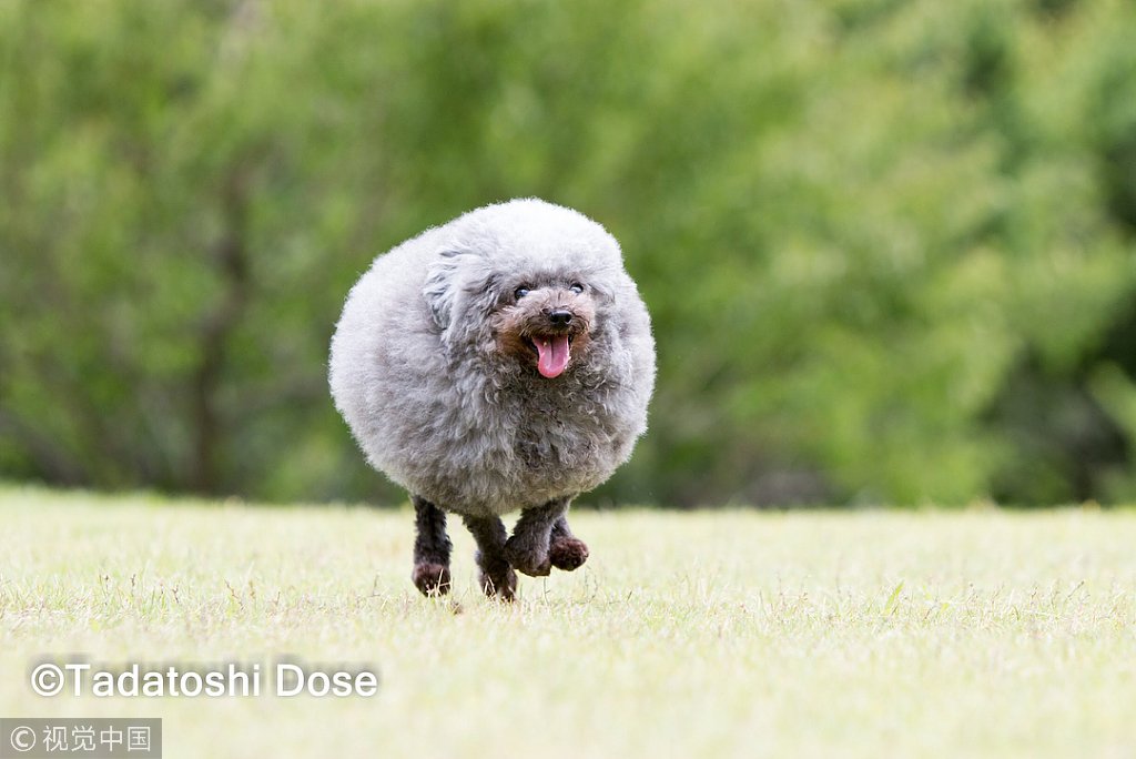 ChinaDaily's tweet image. We are not entirely sure what we would do if our dog returned from the groomers looking like this! Maybe laugh… a lot. Ok, let's have a closer look from all angles. (Photo: VCG)