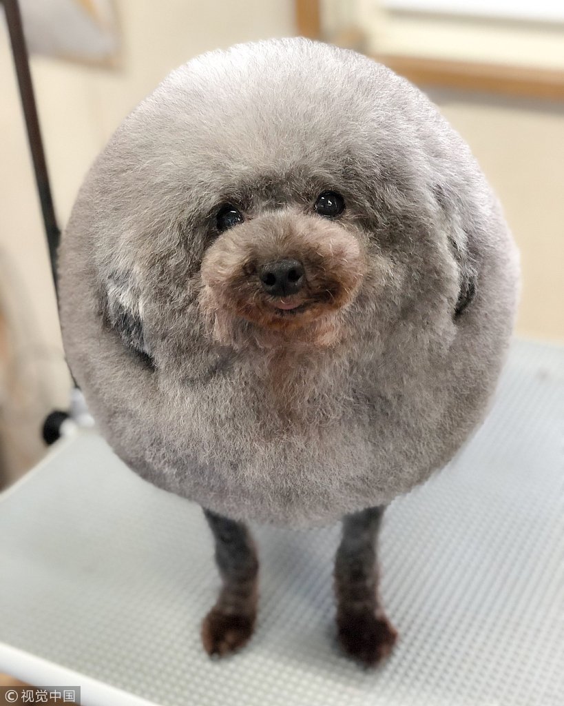 ChinaDaily's tweet image. We are not entirely sure what we would do if our dog returned from the groomers looking like this! Maybe laugh… a lot. Ok, let's have a closer look from all angles. (Photo: VCG)