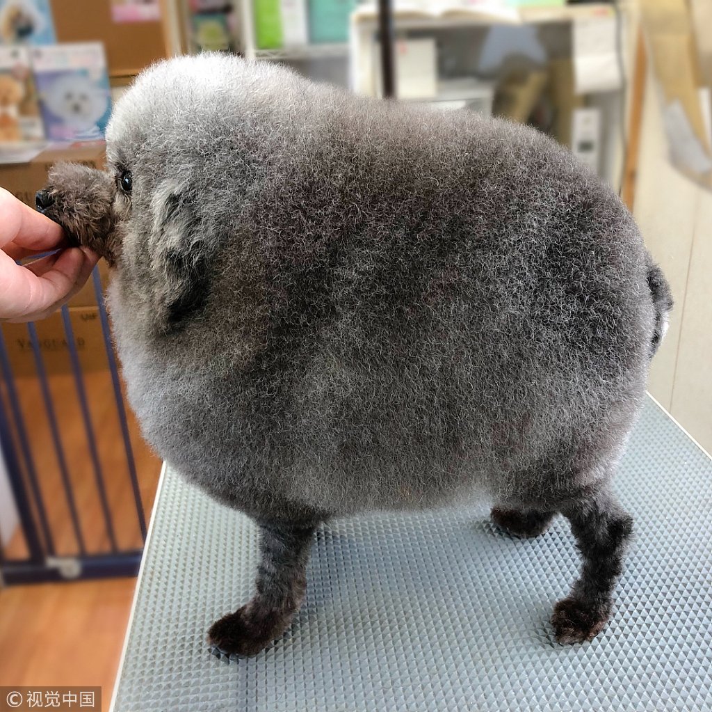 ChinaDaily's tweet image. We are not entirely sure what we would do if our dog returned from the groomers looking like this! Maybe laugh… a lot. Ok, let's have a closer look from all angles. (Photo: VCG)