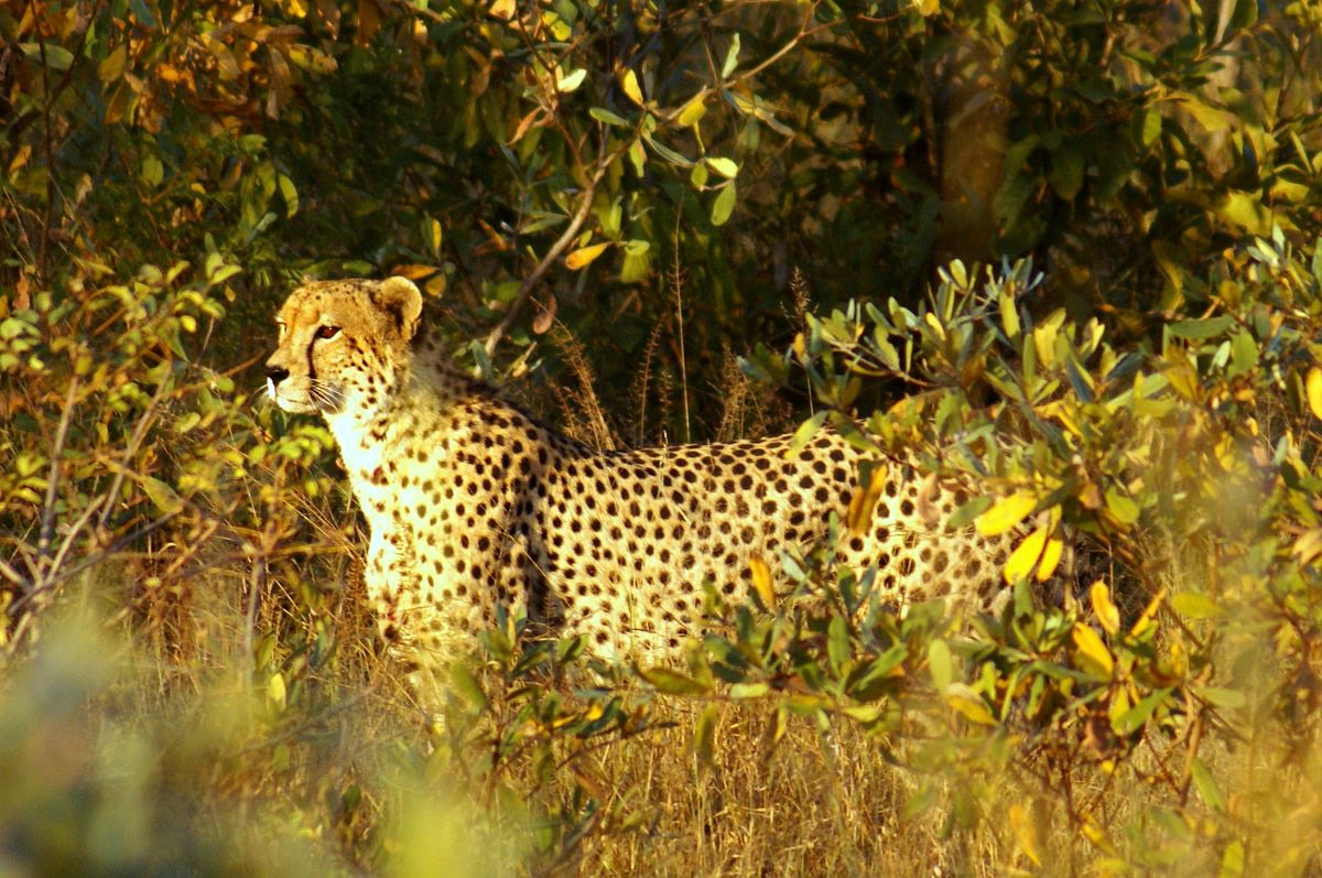 Basking in the sunlight! 

It seems like we're not the only ones enjoying the warm winter sun at the moment...

#cheetah #pictureperfectpose #KrugerPark #wildlife #photooftheday #travel #safariinSouthAfrica #OutlookSafaris
outlook.co.za