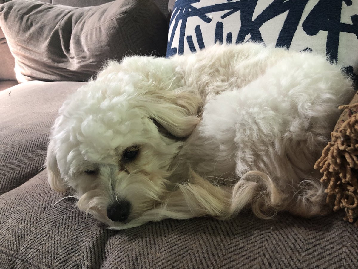 SuperSassyMama's tweet photo. @VisitOKC @okstatefair #ButterPup is super excited! She is currently in deep thought about entering but that might require moving! #DogOlympics #BestOfOKC #DogOlympics2018 https://t.co/NqBf6I93PZ
