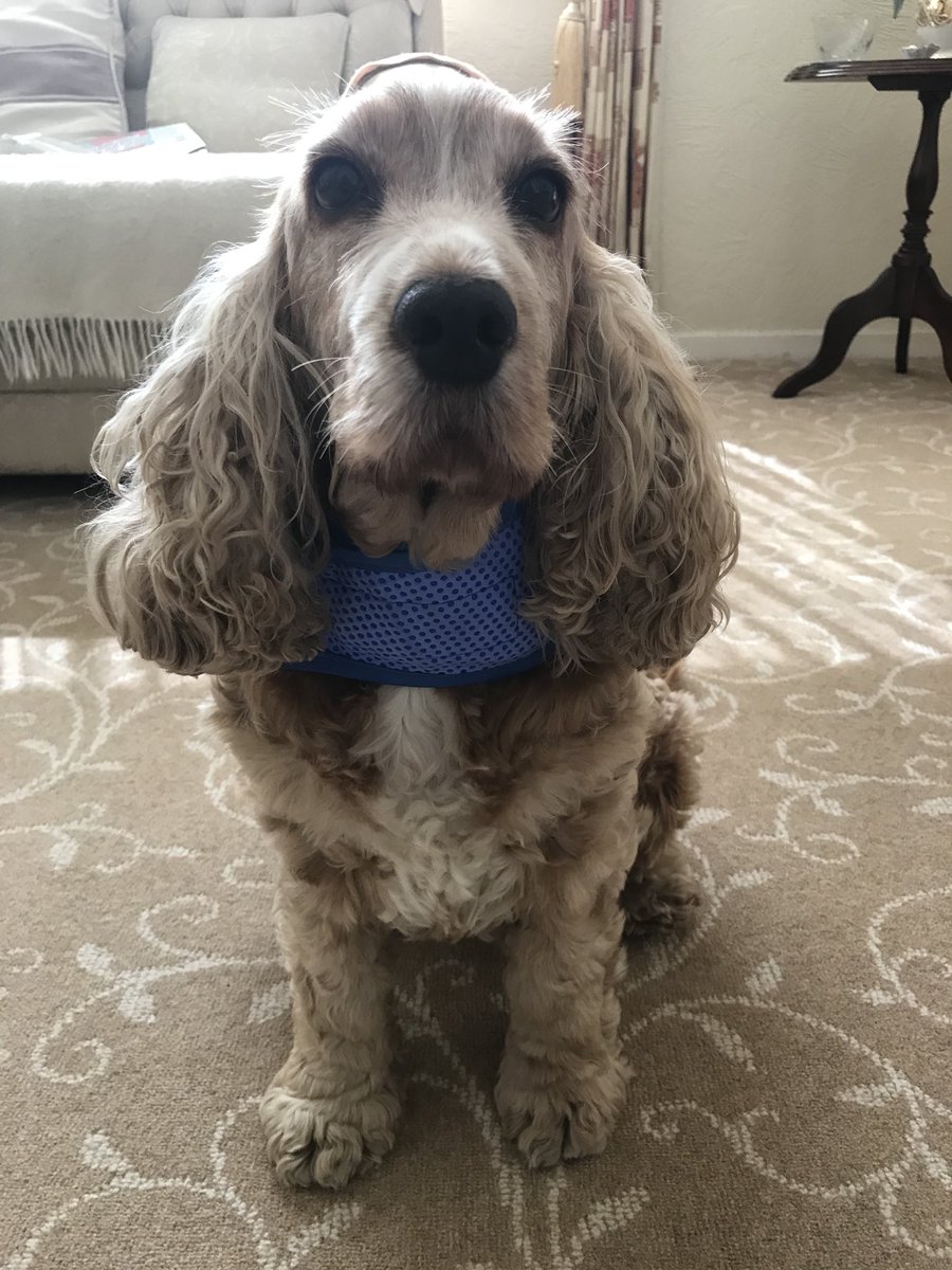 English_Cocker's tweet photo. Tilly is a lot happier with her #GFPet bandanna. She has a nice cool wet nose now and isn’t panting https://t.co/7pTj2Qy6rb