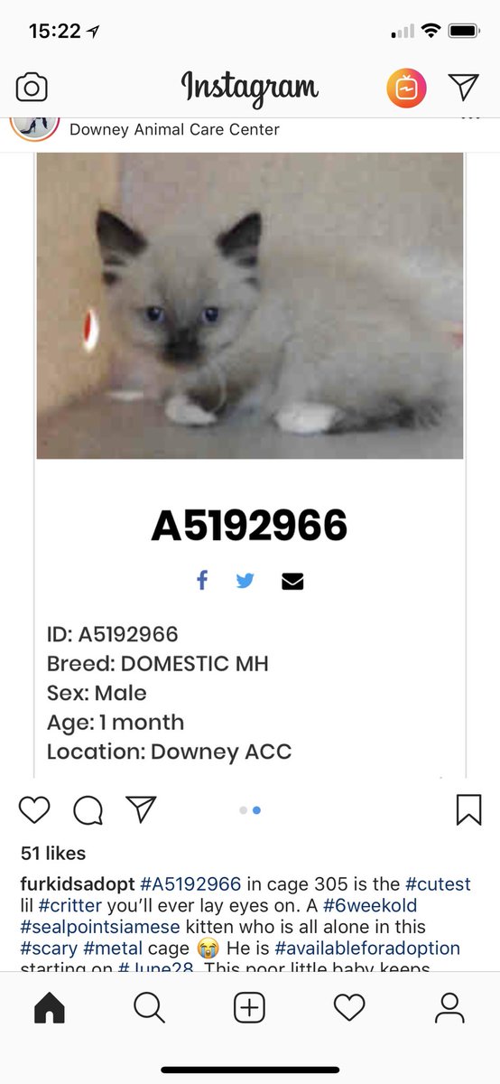 littleminx2's tweet image. Anyone near this high kill shelter please try and help and adopt before it’s too late
#highkill #sheltercat #help #adopt #CA