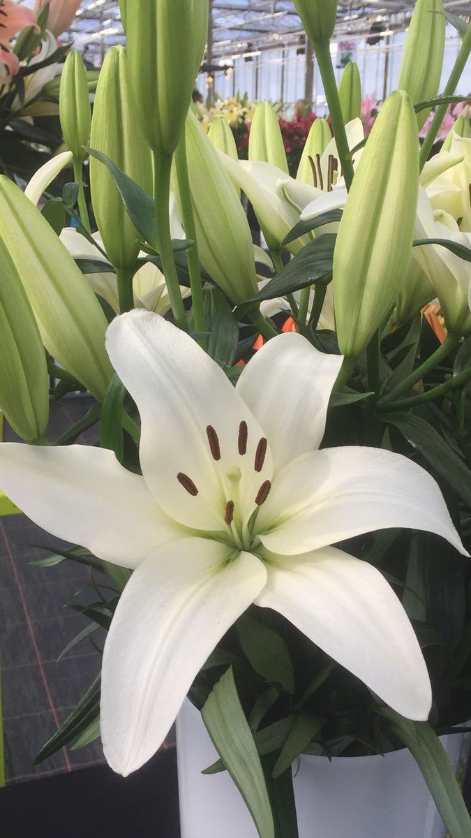 DoubleCheckLily's tweet image. Afgelopen weken veel INNOVATIES getest. Vezzano is een kanshebber door zijn bijzondere kleur. Obvio een LA, die opvalt door zijn grote knoppen. En Bresso een knoprijke witte Oriëntal met potentie. Binnenkort eerste aantallen beperkt verkrijgbaar.. @lilium_plants @FloraHolland