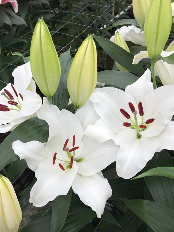 DoubleCheckLily's tweet image. Afgelopen weken veel INNOVATIES getest. Vezzano is een kanshebber door zijn bijzondere kleur. Obvio een LA, die opvalt door zijn grote knoppen. En Bresso een knoprijke witte Oriëntal met potentie. Binnenkort eerste aantallen beperkt verkrijgbaar.. @lilium_plants @FloraHolland