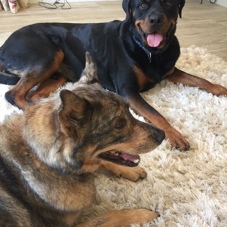 Chillin' wif ma bro Yogi ♥️🐶 #TongueOutTuesday #Rottweiler #hotdog @bybenjidogtreat <a href="/dotty4paws/">Dotty4Paws</a> <a href="/UnitedDogdom/">United Dogdom</a> <a href="/SlumberingHound/">Slumbering Hound</a> <a href="/SoilAssociation/">Soil Association</a> <a href="/ollieandpenny/">⋆ Ollie & Penny + Charlie ⋆ 🐶💜</a> #newforest