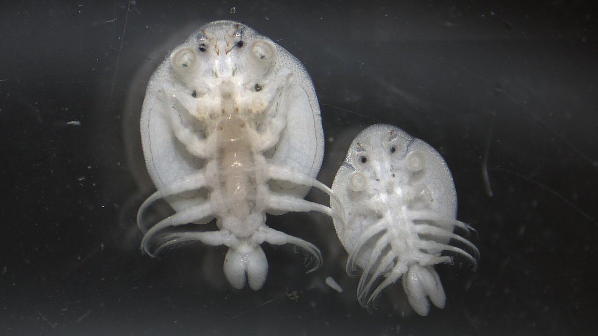 FishLab_EA's tweet photo. We see three species of #Argulus (also known as the fish louse) in the UK. Here we see a beautiful picture of a male (right) and female (left). Can you guess which species they are? Are they A. coregoni, A. japonicus or A. foliaceus? #fishlab #fishlice #TeamEA https://t.co/fZDcX1uGEg