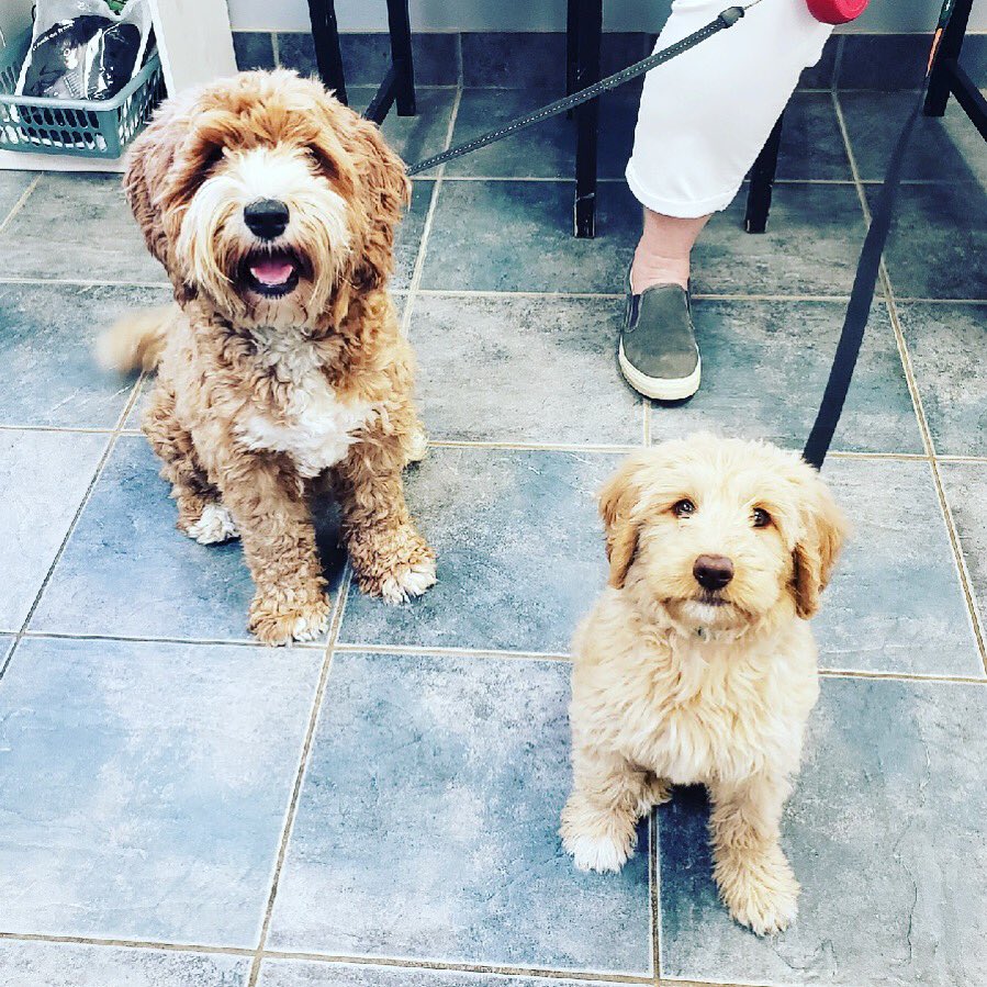 BlueMountainVet's tweet photo. Meet Shel B and Mel B, yup just like Scary Spice, girl power!! #bluemountainveterinary #bmvs #goldendoodle #DogsofTwiiter #puppies #puppylove https://t.co/cN9PRkVgfS