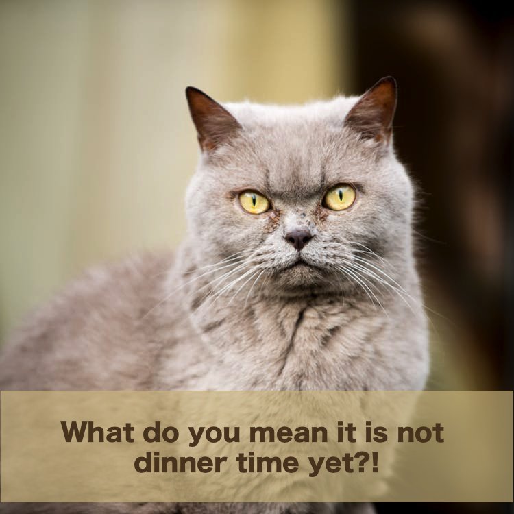 PawsNaturally's tweet image. We all know that face.... #catsarekings #catsareincharge #catsincontrol #cats #pets #demandingcats #catlove #catfood #kittyteatime #funnycat