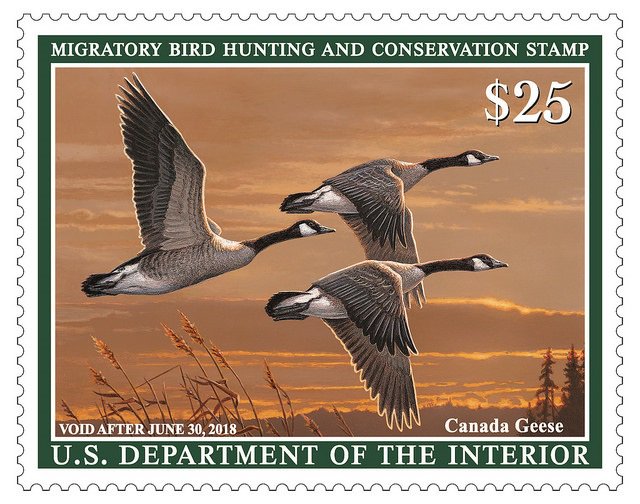 Federal Duck Stamp, three Canada geese flying.