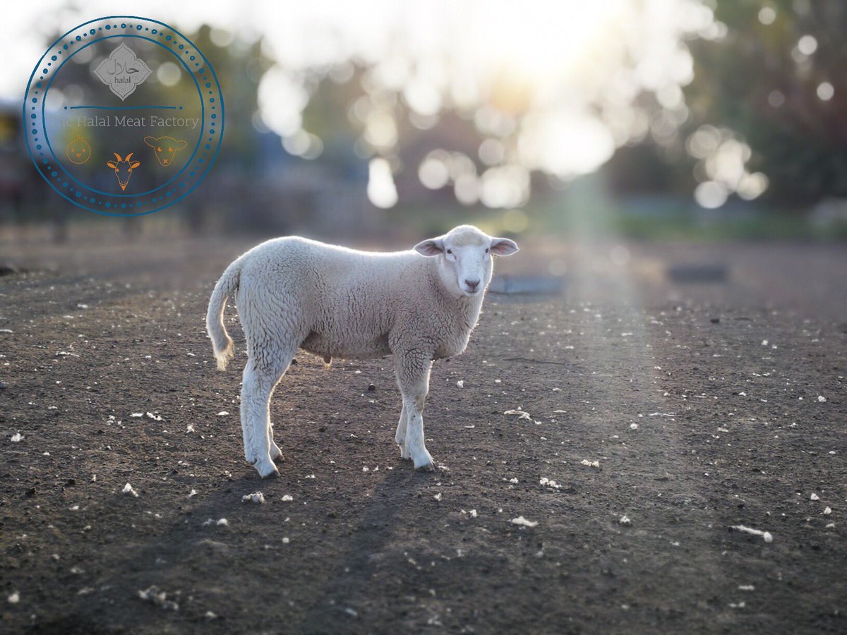 thehalalmeat's tweet photo. Farm to table | 💯 Organically raised | Grass-fed Halal #Lamb 🐑 | Authentic Humane Hand Slaughter | Order Online &amp; we’ll deliver to your front door #Fresh 🥩📦🏘 
#Austin #BBQ #FarmToTable #HalalFarm https://t.co/goFkmy8lkB