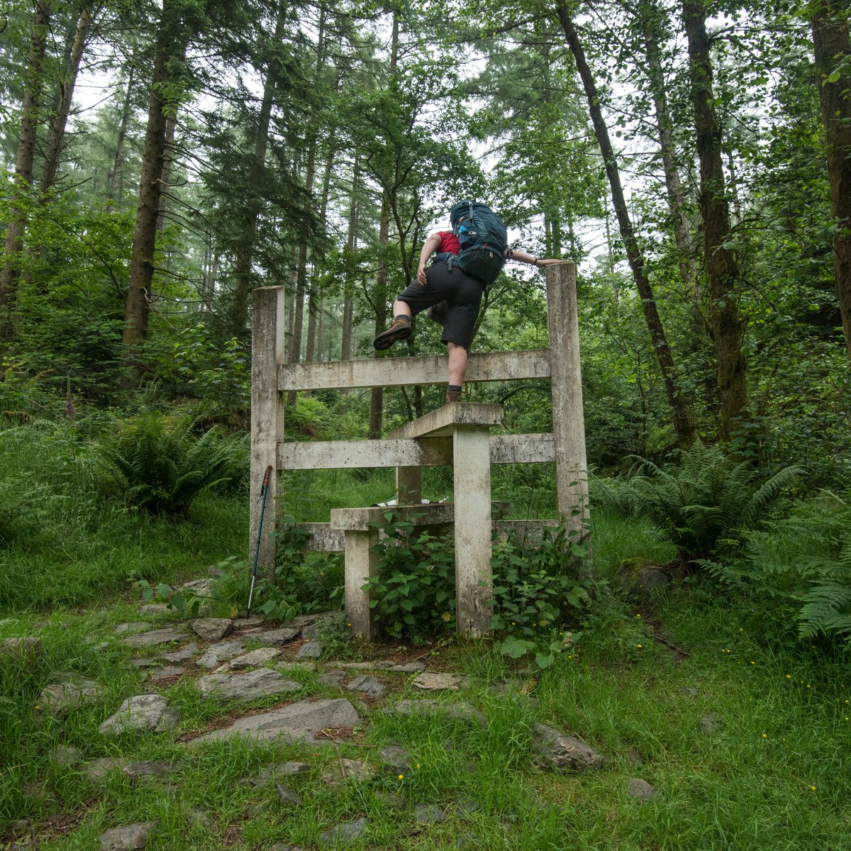 butnorain's tweet image. This time last week
Day 3 of the 7-day #treefold walk. 25km
Staveley-Grizedale

A meander from a glorious camp, a drift across Windermere, then strolling along Old Ways, resonant with forgotten footfall.
&amp;amp; by the end of the day, some stiles seemed a tad tricky.