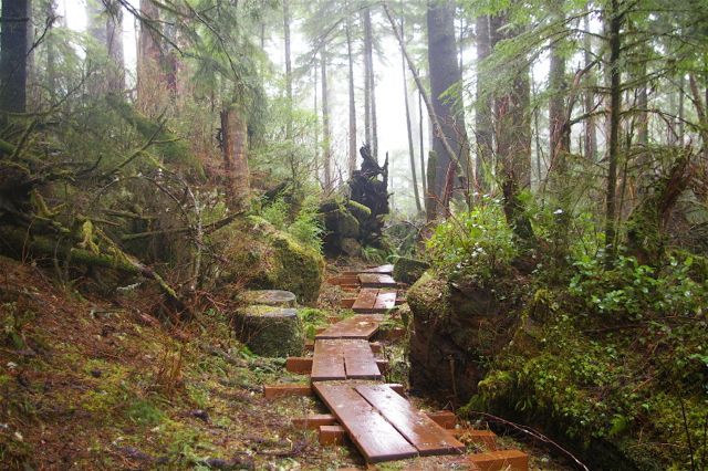 ooliganpress's tweet photo. Need trail suggestions this summer? Grab a copy of the Sierra Club’s latest edition of 50 Hikes in the Tillamook and Clatsop State Forests today! https://t.co/xQV1844SAf https://t.co/xWm2UwZ614