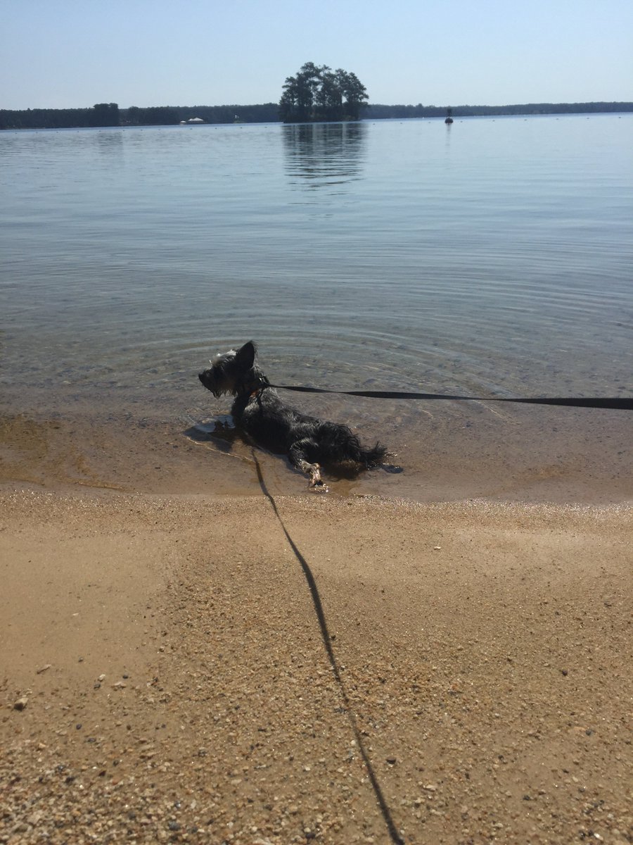 aslilly's tweet photo. Is Lottie modeling on our walk this morning or cooling off? She’s such a little cutie. I missed her last week! https://t.co/oYZG7GFUSb
