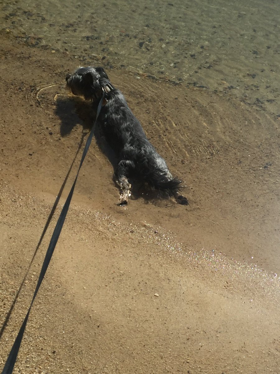 aslilly's tweet photo. Is Lottie modeling on our walk this morning or cooling off? She’s such a little cutie. I missed her last week! https://t.co/oYZG7GFUSb