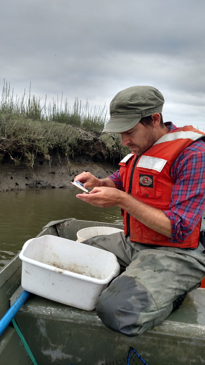 Padilla Bay NERR (@padillaresearch) on Twitter photo 3 days, 8 people, 72 trap deployments... zero #invasive #europeangreencrab found. Happy with sampling blitz at #PadillaBay #NERR. <a href="/WAgreencrab/">WSG Crab Team</a> 3 days, 8 people, 72 trap deployments... zero #invasive #europeangreencrab found. Happy with sampling blitz at #PadillaBay #NERR. <a href="/WAgreencrab/">WSG Crab Team</a>
