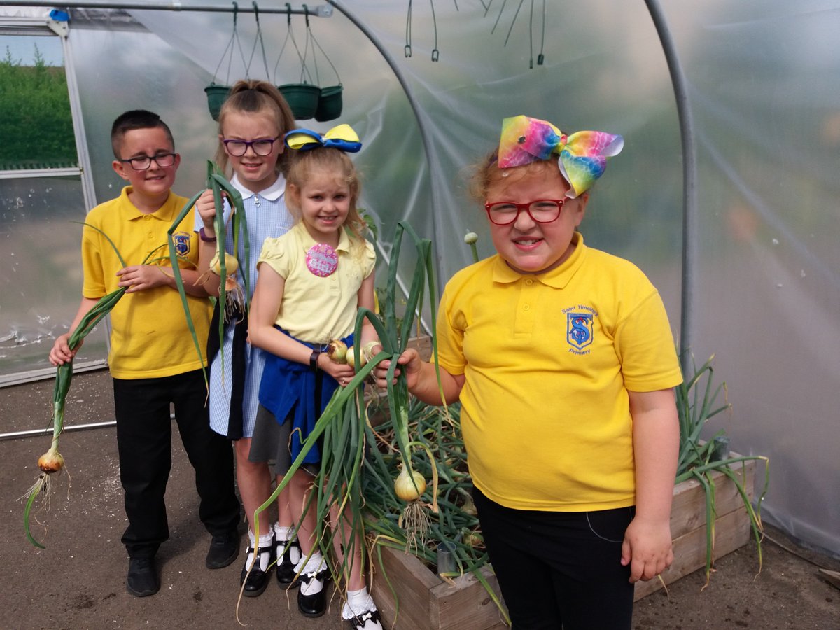 ToniGPASP's tweet photo. St Timothys p5 and p6 today helping to water the pollytunnel and all their plants , they also harvested some onions , and they were not too keen on the Comfrey feed they had made as it was a bit stinky , but they do have their own feed for their tomatoes so well done . https://t.co/EFcMK9m43f