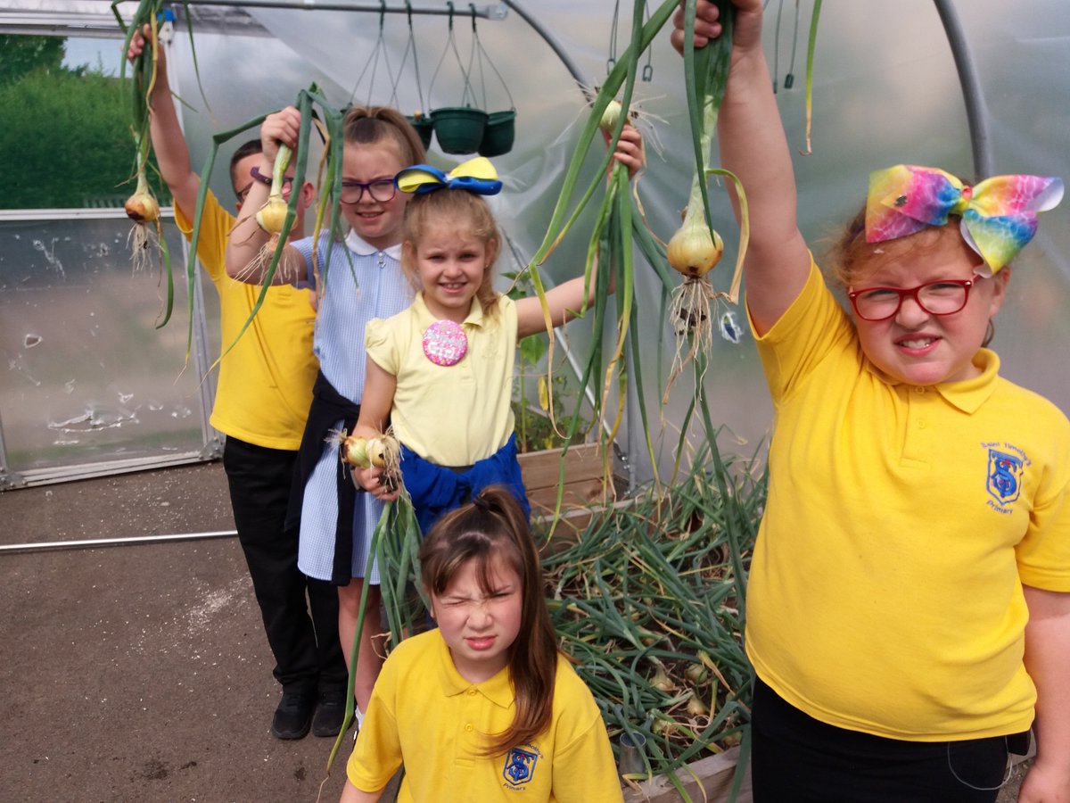 ToniGPASP's tweet photo. St Timothys p5 and p6 today helping to water the pollytunnel and all their plants , they also harvested some onions , and they were not too keen on the Comfrey feed they had made as it was a bit stinky , but they do have their own feed for their tomatoes so well done . https://t.co/EFcMK9m43f