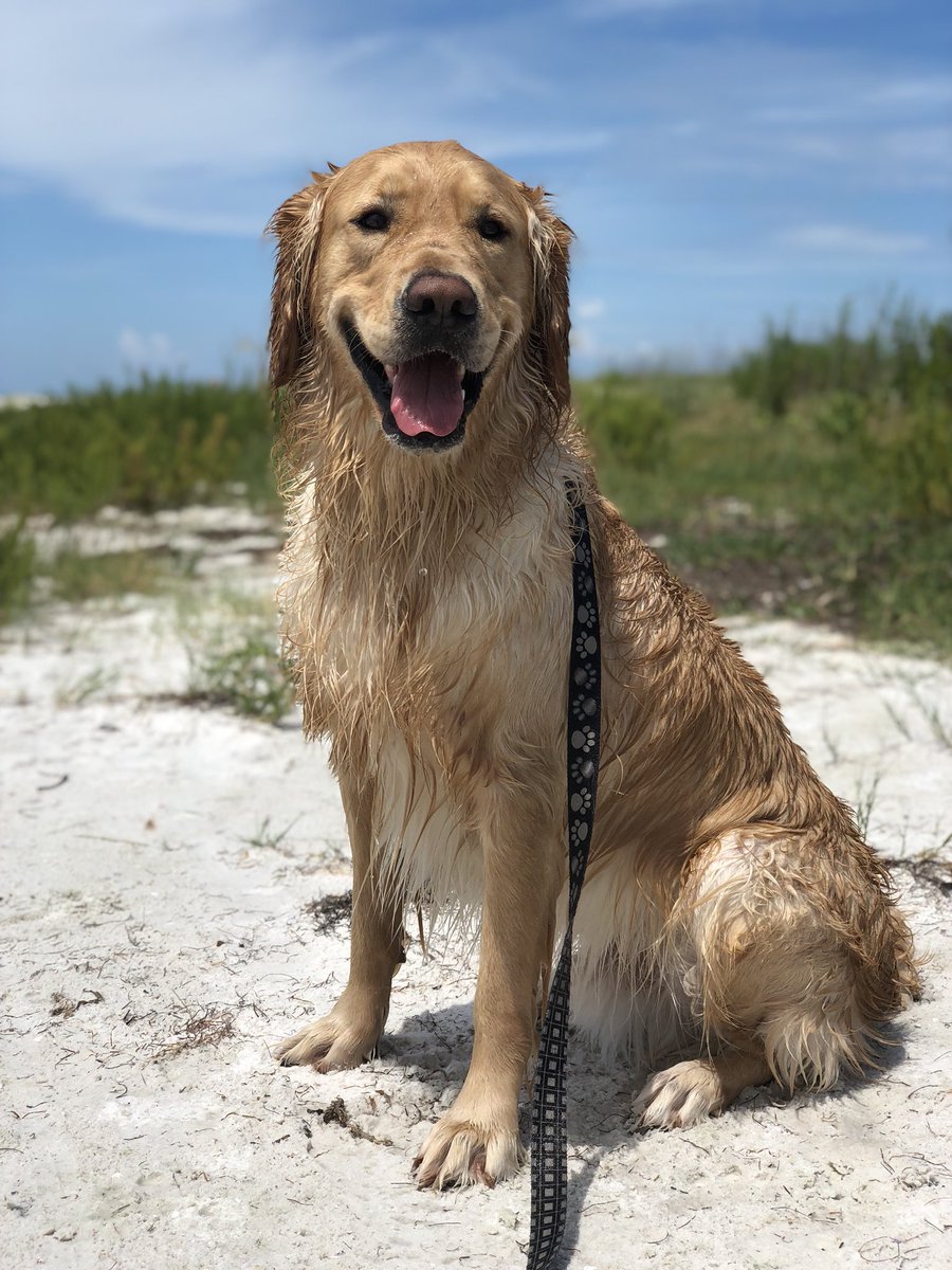 breevazquezz's tweet photo. Beach boy 💛 https://t.co/NKcpStQKBK