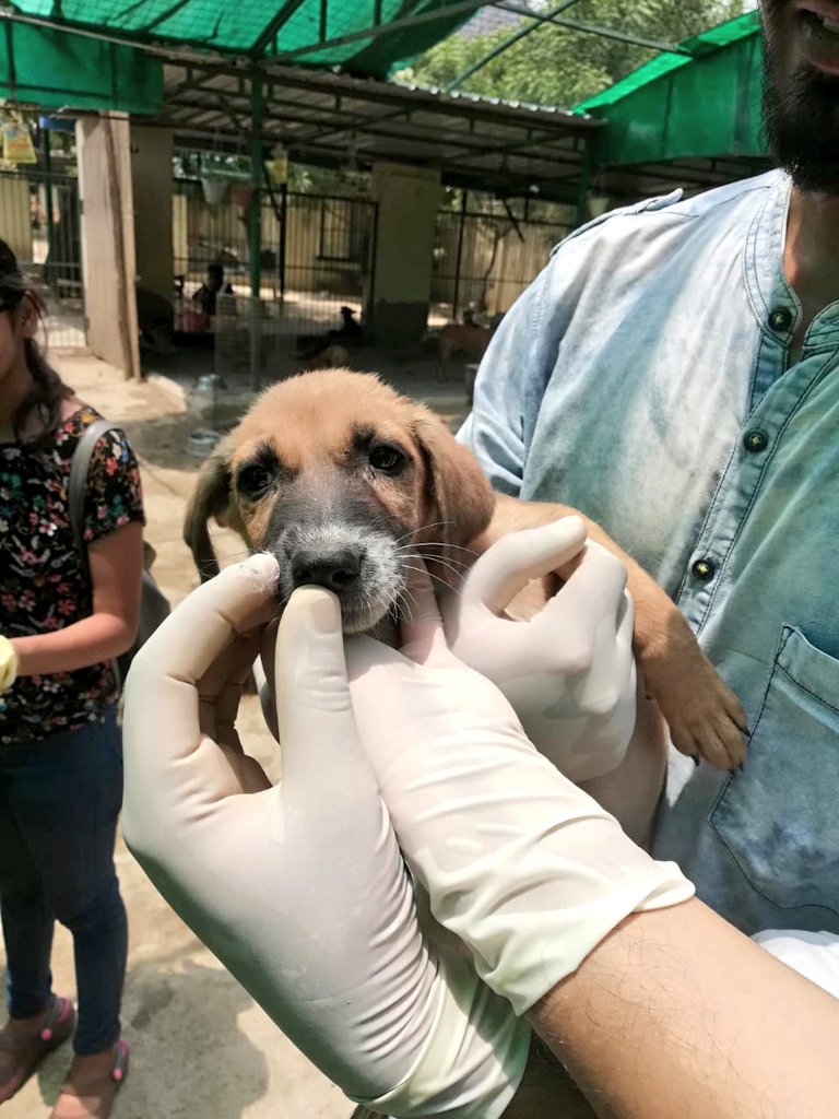 rha_india's tweet photo. Cuteness Level: Over 9000!
Taking care of our paw-some friends, RHA Noida visited an animal shelter. ๐ถ
#RHA #Noida #WoofDiaries https://t.co/yeHw7ej7dV