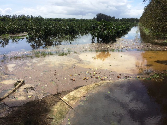 FLCITRUSMUTUAL's tweet photo. Growers STRONGLY encouraged to attend Mutual-hosted USDA/FSA Wildfire Hurricane Indemnity Program (WHIP) meetings to learn more about assistance following Hurricane Irma. Schedule of meetings and an agenda can be found at https://t.co/BKfHxSdqys https://t.co/MREh689mUM