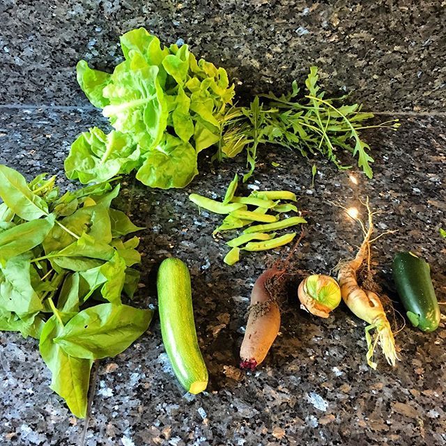 boernei's tweet photo. Was für eine Freude. #spinat #zuchini #rotebeete #zuckererbsen #zwiebel #radi #gurke #salat #rauke aus dem #garten https://t.co/UiwDyZ9Jks https://t.co/DeYc3bhYYK
