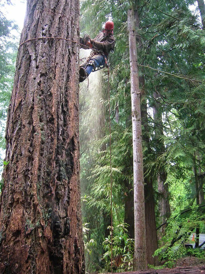 jptreecareaz's tweet image. Call JP Tree Care for Astonishing Large Tree Removal Services to Residential or Commercial Properties in Phoenix, AZ!

Get started by making an appointment today!

goo.gl/xggd19

#JPTreeCare
#LargeTreeRemoval
#Service
#Phoenix