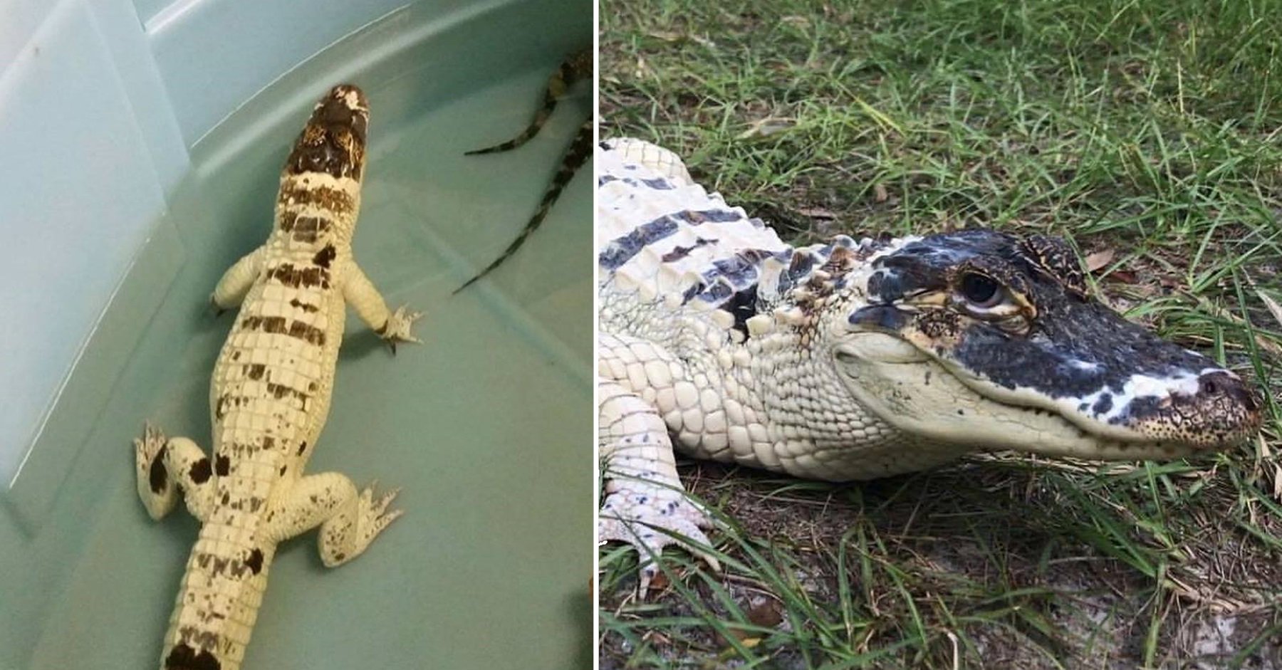 Undercover Investigators Expose Atrocities on Alligator Farms that