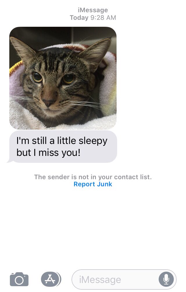 Honestly tho, I was sad as shit that I took my cat the get neutered this morning. Like I feel SO bad for my lil guy. BUT THE NURSE SENT ME THIS TEXT AND IM EMOTIONAL AND SO GRATEFUL HES WITH SUCH AN AMAZING VET. 😭💕 HE IS WRAPPED IN A BLANKIE. Come O N. #VetAppreciation