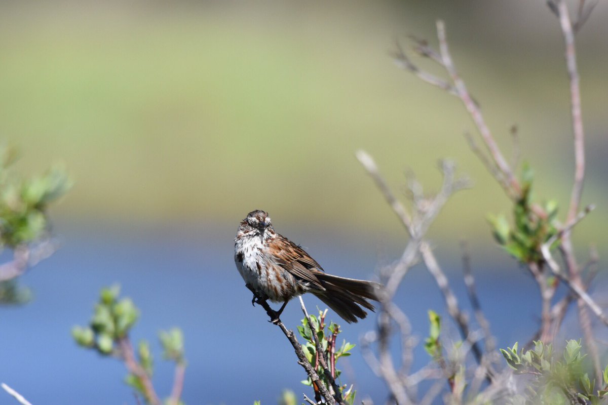 Sean Russell tweet media