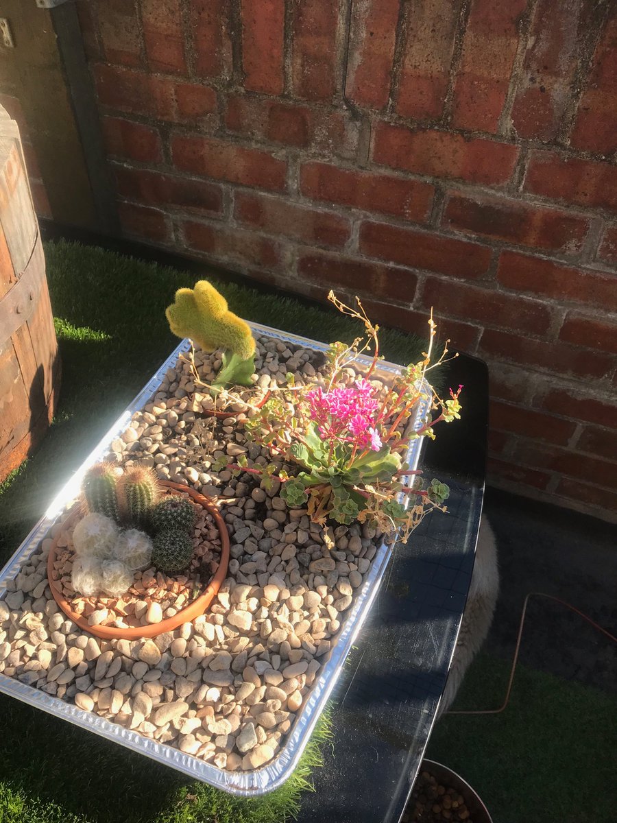 Cacti growing in SE UK just like dessert climes