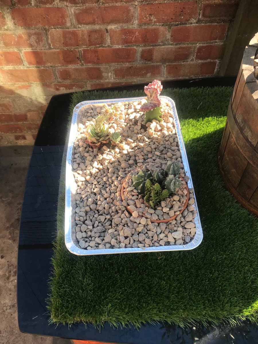 More Cacti in SE UK