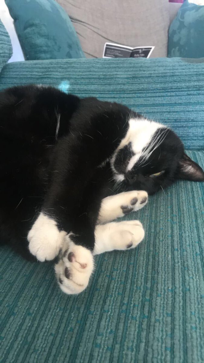 meowio's tweet photo. Feeling a little lazy today 😼 https://t.co/RFChqTzDfM
