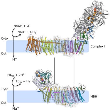 CellCellPress's tweet photo. Now at Cell: #CryoEM #structure of MBH, a #respiratory complex from #Pyrococcus furiosus (a hyperthermophilic archaeon). MBH is closely related to human complex I but with some unexpected structural variations https://t.co/eCkNqzIeU8 https://t.co/bX43iH79sX