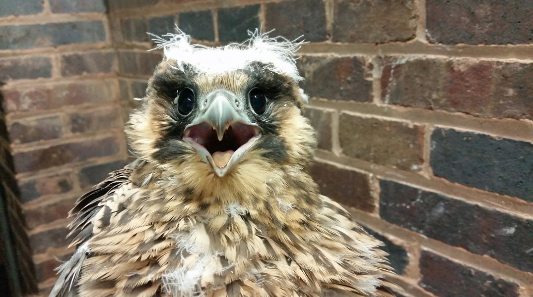 Birmingham Alumni tweet media