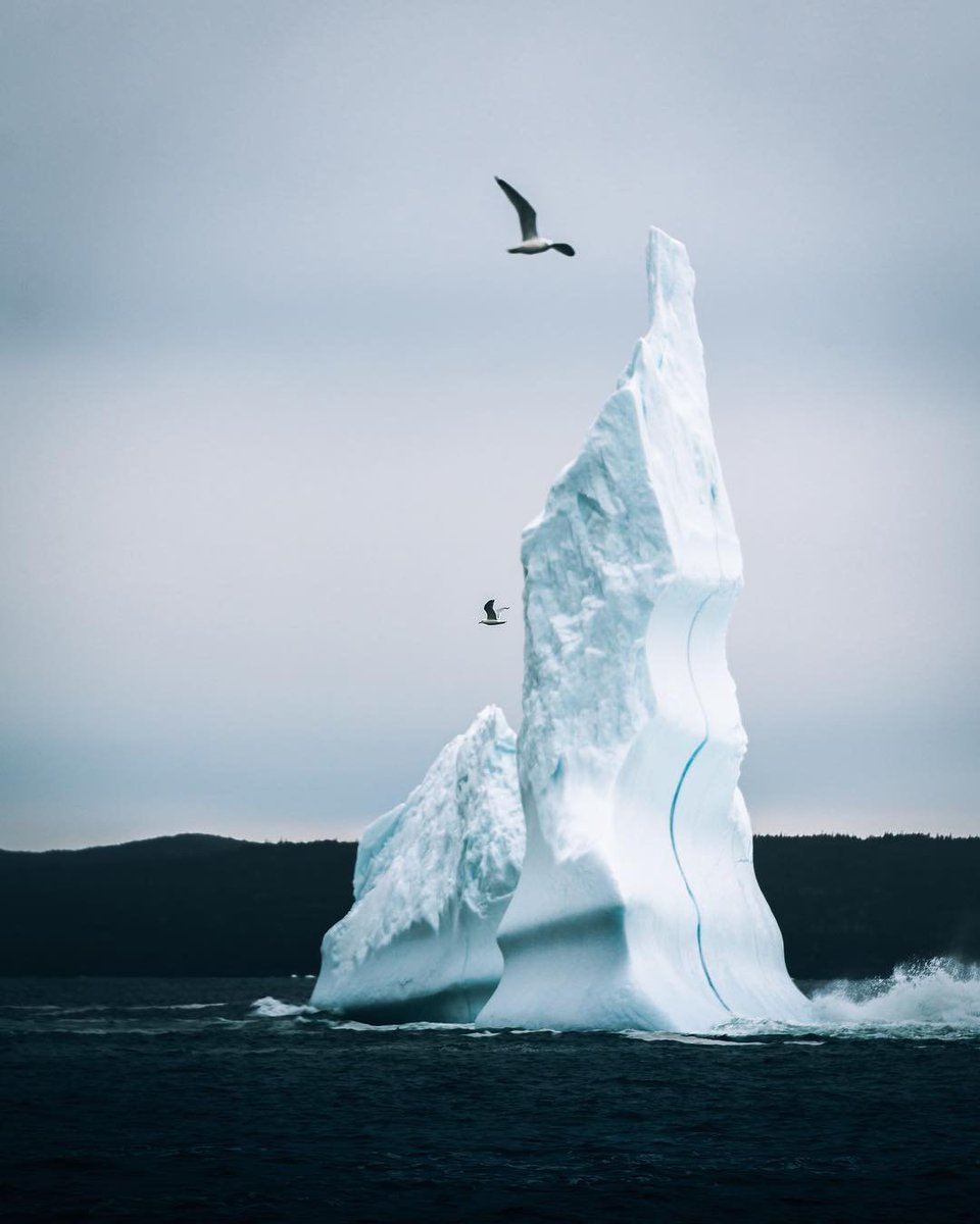 NewfoundlandLabrador tweet media