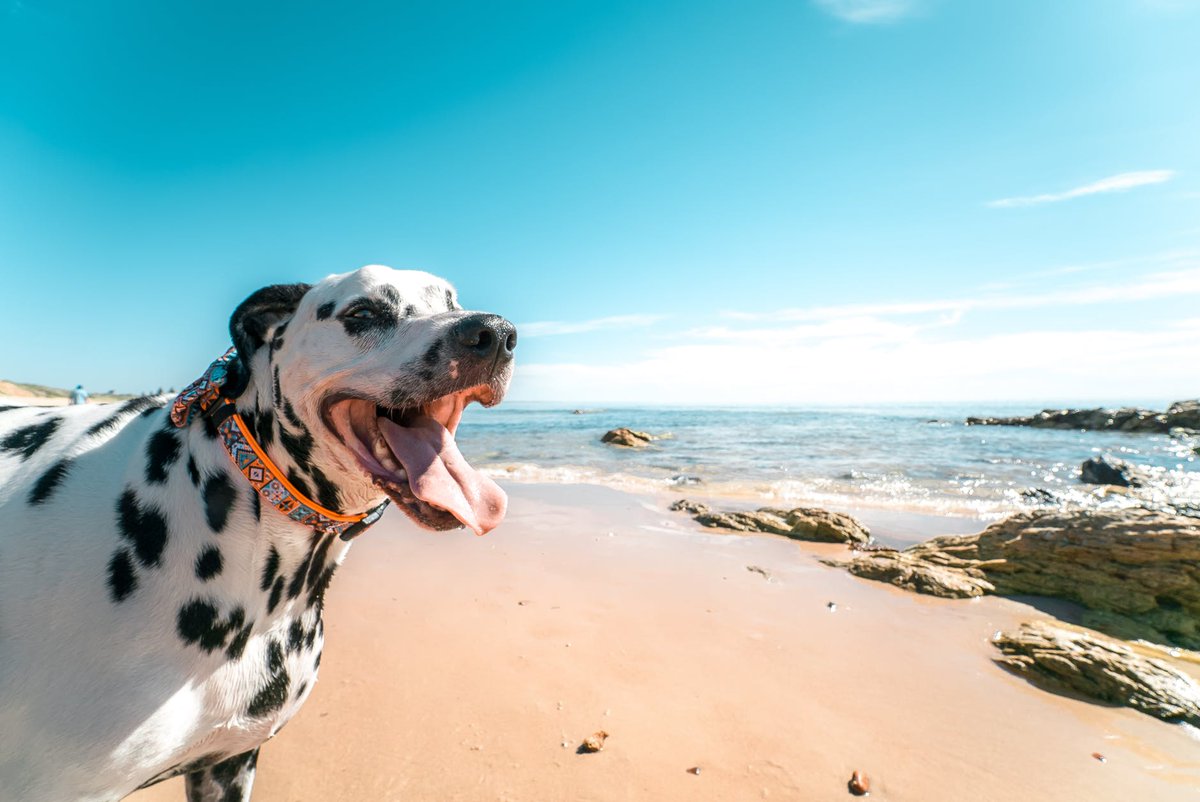 RedCross's tweet photo. Keep pets cool this summer! Make sure to read up on these pet safety tips as temperatures rise: https://t.co/vbhvk1DgwQ https://t.co/GkOF4b6S15