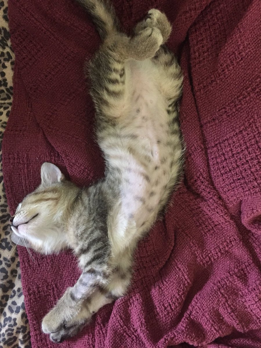 PhoebeMousebane's tweet photo. Look my tummy has hair!! I’m feeling great, eating kitty food and running around like a maniac. My skin is striped too in case anyone was wondering. The stripes on my tummy will b a little askew b/c of what was removed. Happy t b alive and healthy. #CatsofTwitter #mainecoon https://t.co/bYA7zNgLcu