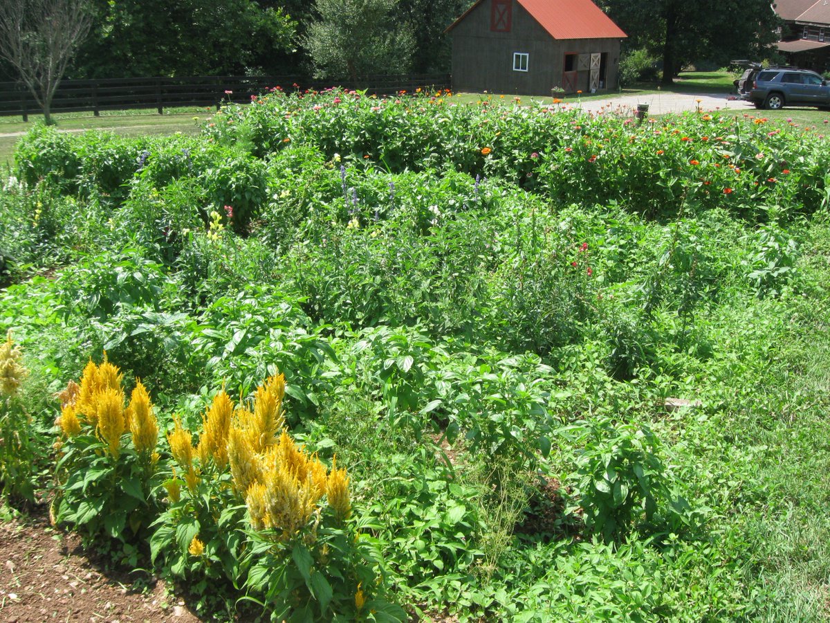 cutting garden in Maryland