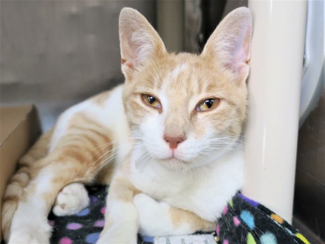NYCDEATHROWCATS's tweet photo. NEW PICTURES!! MARCOS - 11996 - NEW PHOTOS!  **RETURN**  Poor MARCOS was adopted recently at the age of 4 months old.  Now his adopter has returned him to the shelter...

Follow me here for more info and status updates: https://t.co/oe95W8TAE6 https://t.co/A4oIHvBlHr