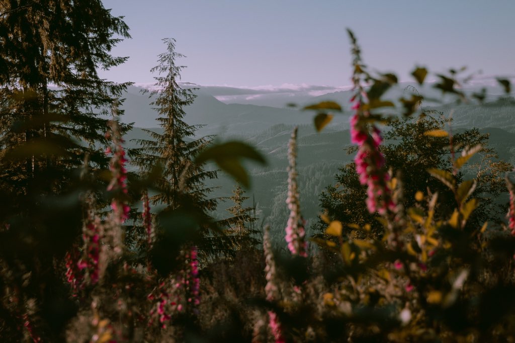 Somewhere in Oregon | 2017. 

#okc #oklahoma #oregon #pnw #exploreoregon #oregonphotography #photography #photooftheday #thegoodlife #picoftheday #outdoors #mountains #trees #forest #wilderness #hike #art #artist #tuesday #canon #lightroom #recordlabel #VIBN