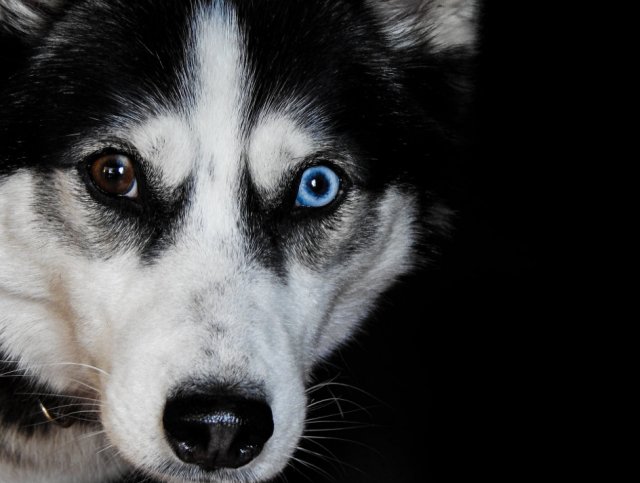 SitMeansSitLV's tweet photo. Fun fact: Heterochromia --  the condition of having two different colored eyes, is most noticeable in dogs. https://t.co/82XQoTXn9V