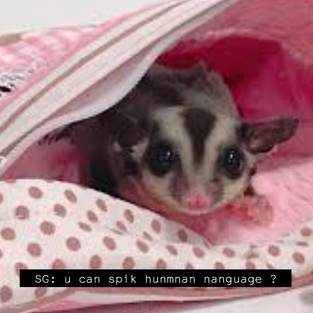 incorrecttan's tweet image. pretty disapawinted, you hoomans still don't have dog subtitles -🐾
#incorrect #bts #incorrectyeontan