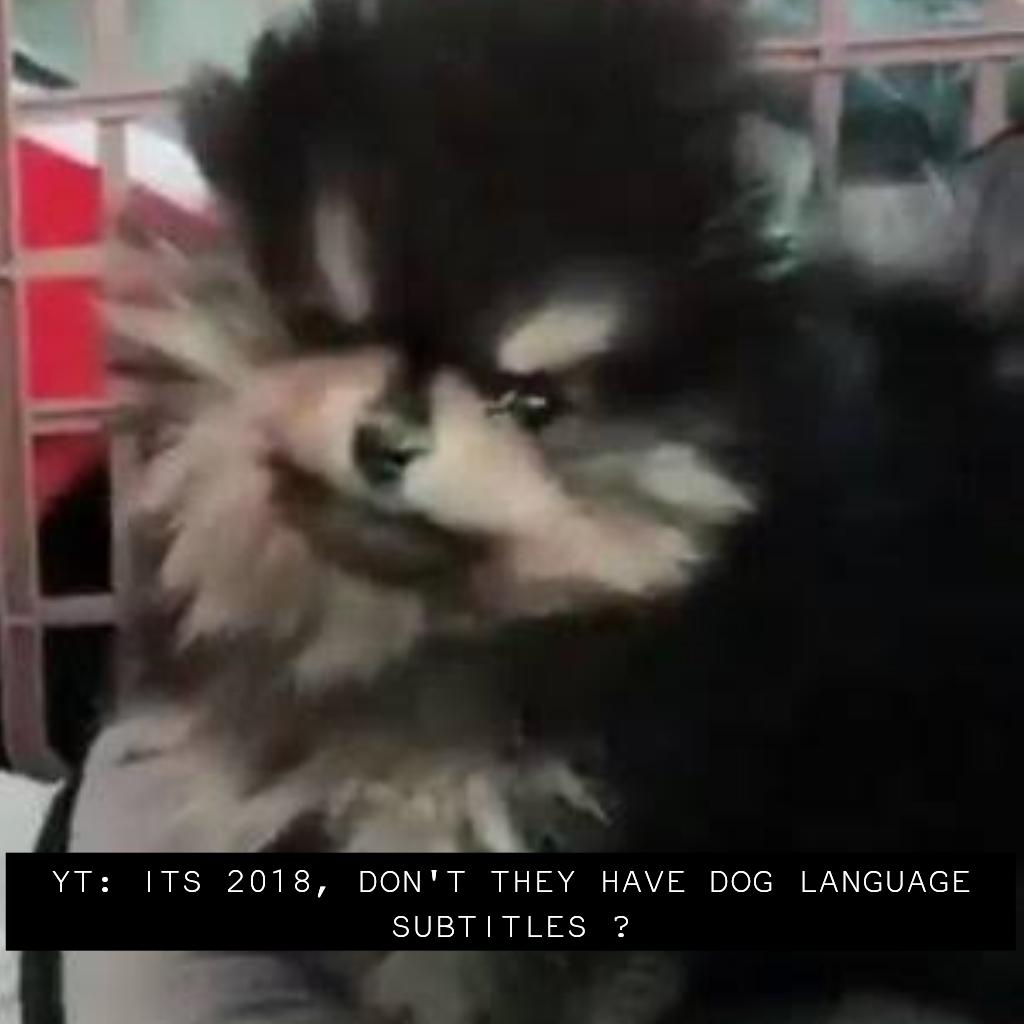 incorrecttan's tweet image. pretty disapawinted, you hoomans still don't have dog subtitles -🐾
#incorrect #bts #incorrectyeontan
