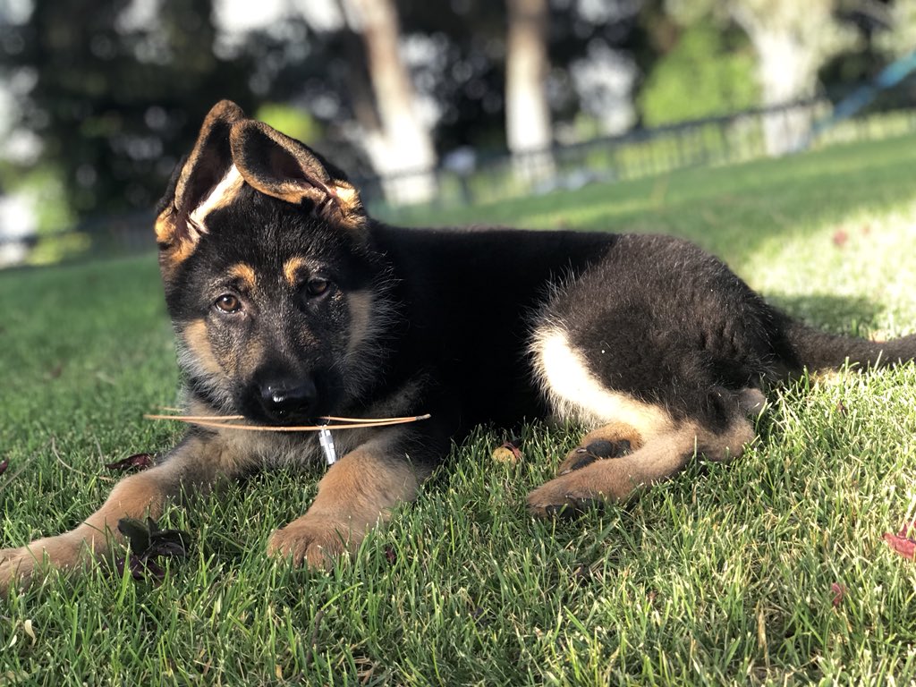 bryanprocelg's tweet photo. Firulais love 🐶 https://t.co/Yv8Md9hMBu